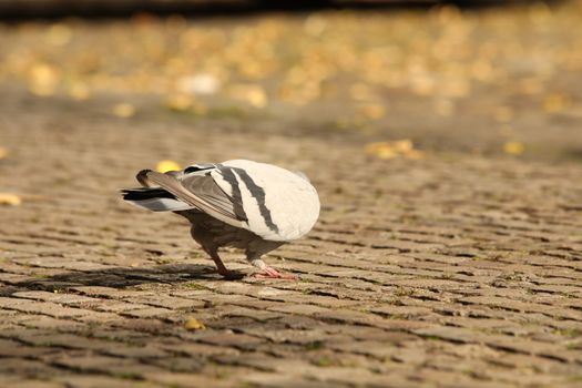 Close up of the Pigeon