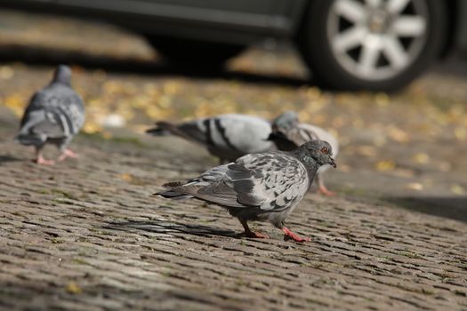 Close up of the Pigeon