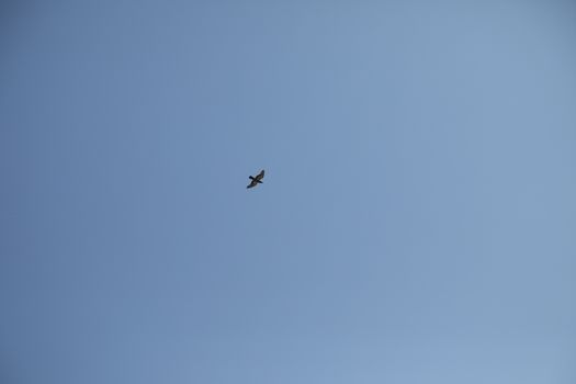Close up of the Pigeon