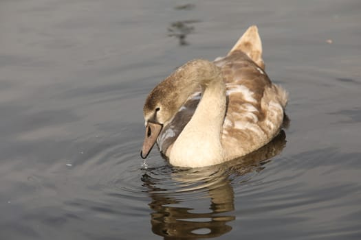 Birds in the Water