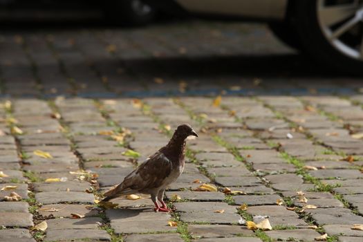 Close up of the Pigeon