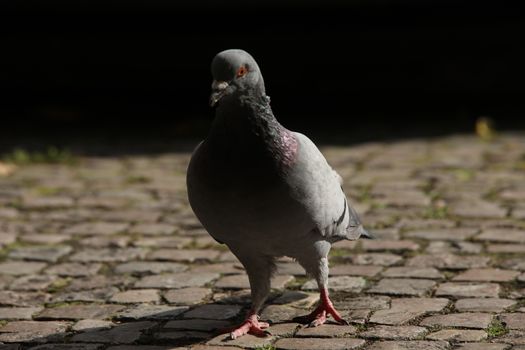 Close up of the Pigeon
