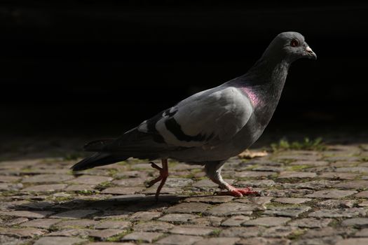 Close up of the Pigeon