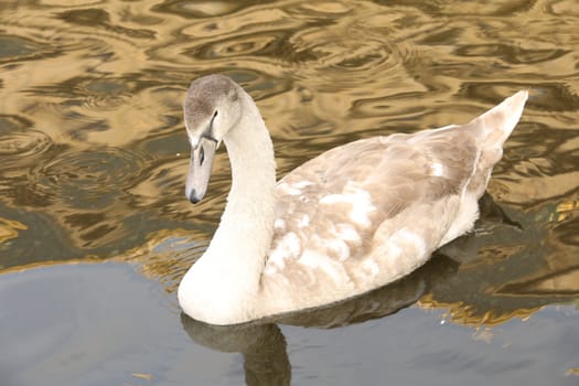 Birds in the Water