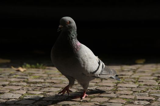 Close up of the Pigeon