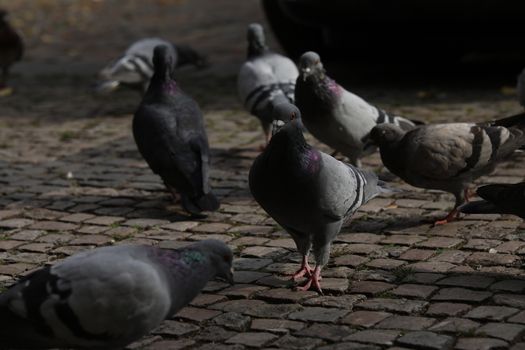 Close up of the Pigeon