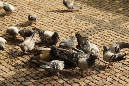 Close up of the Pigeon