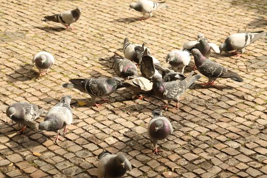 Close up of the Pigeon
