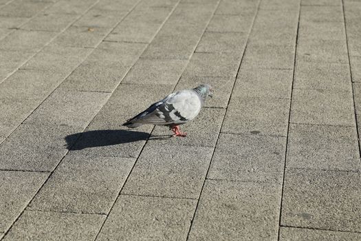 Close up of the Pigeon