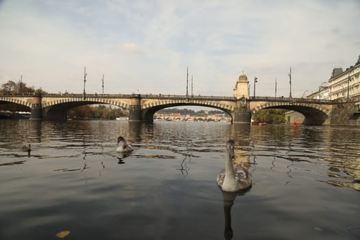 Birds in the Water