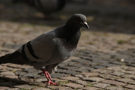 Close up of the Pigeon
