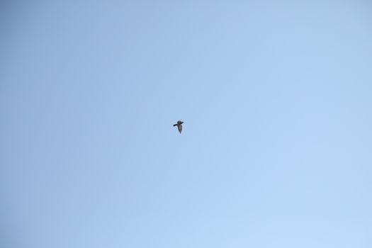 Close up of the Pigeon
