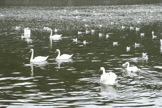 Birds in the Water