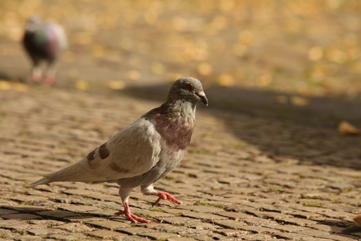 Close up of the Pigeon