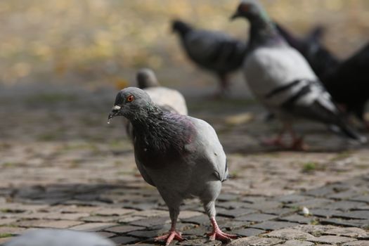 Close up of the Pigeon