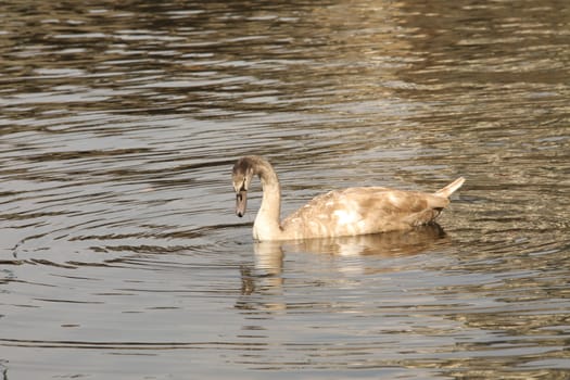 Birds in the Water