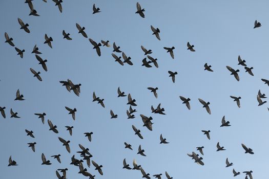 Close up of the Pigeon