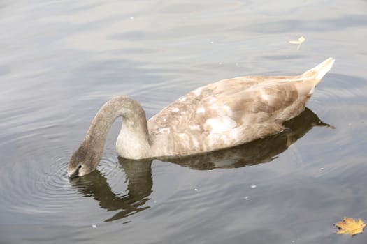 Birds in the Water