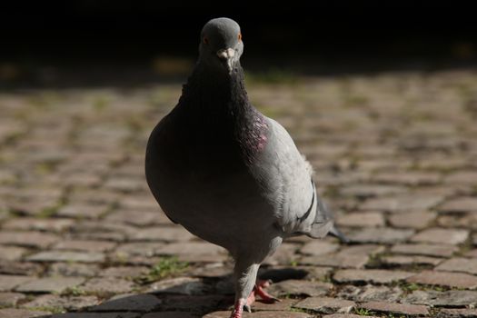 Close up of the Pigeon