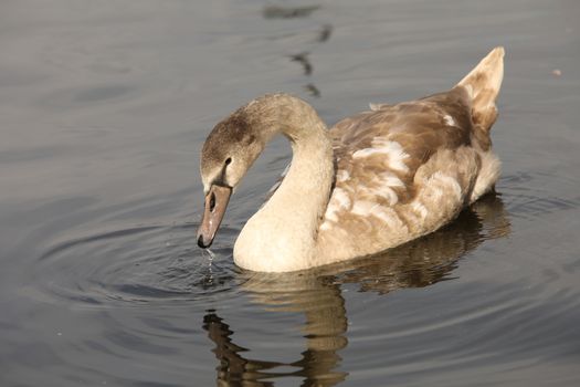 Birds in the Water