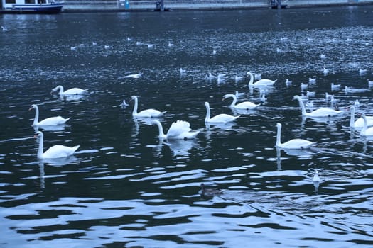 Birds in the Water
