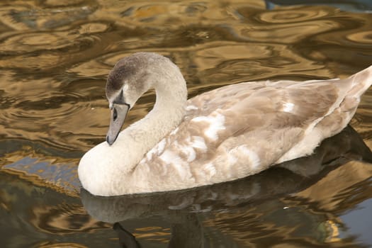 Birds in the Water