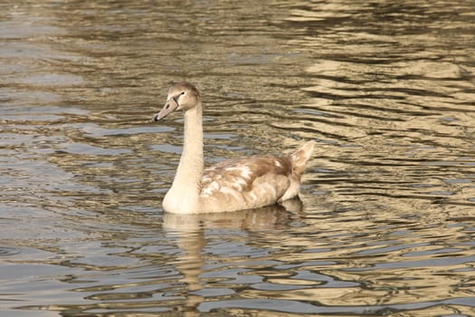 Birds in the Water