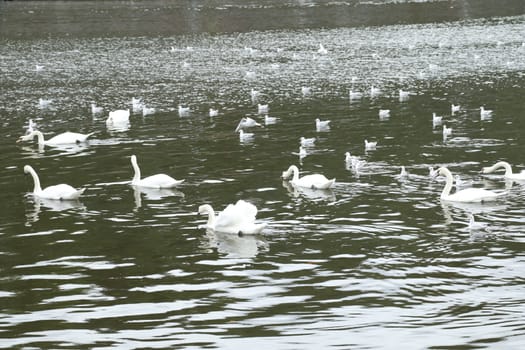 Birds in the Water