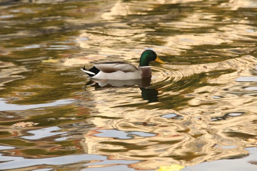 Birds in the Water