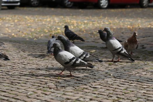 Close up of the Pigeon