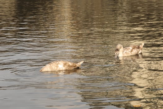 Birds in the Water