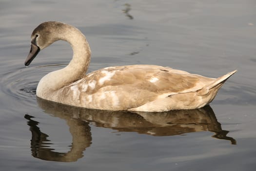 Birds in the Water