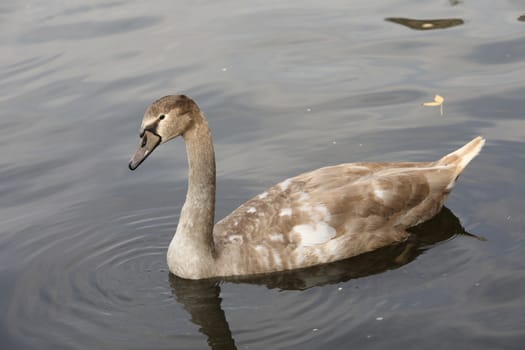 Birds in the Water