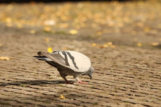 Close up of the Pigeon