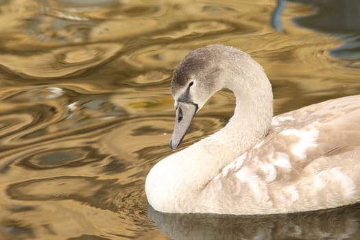 Birds in the Water