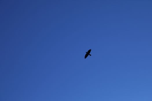 Close up of the Pigeon