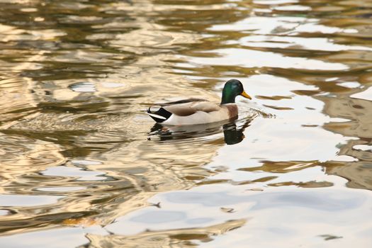 Birds in the Water