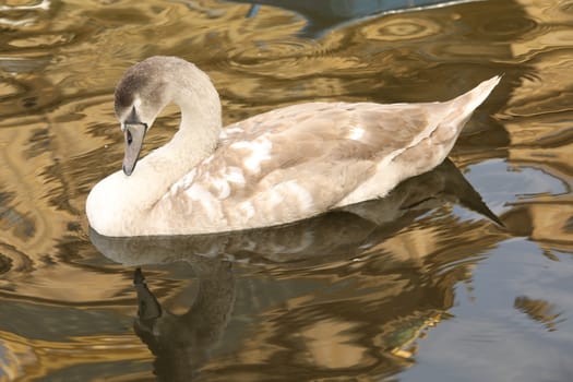 Birds in the Water