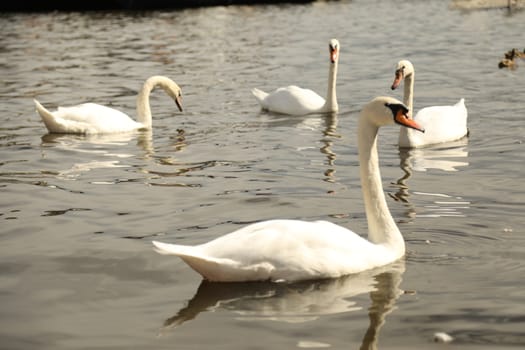 Birds in the Water