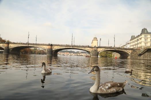 Birds in the Water