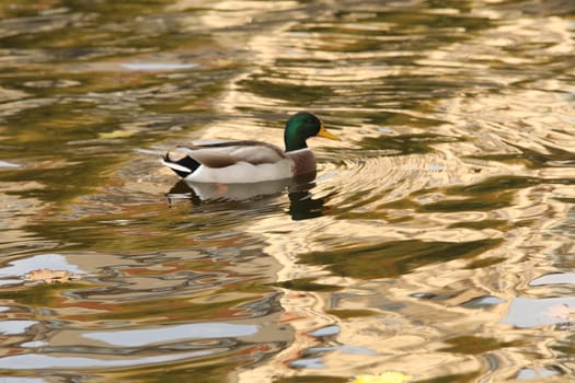 Birds in the Water