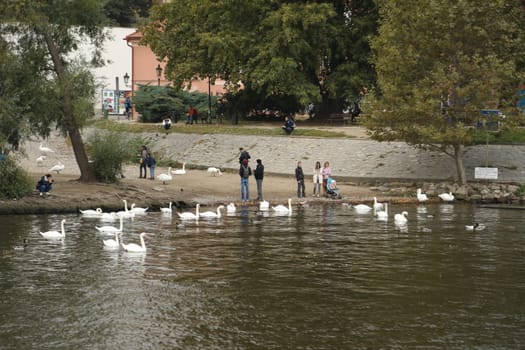 Birds in the Water