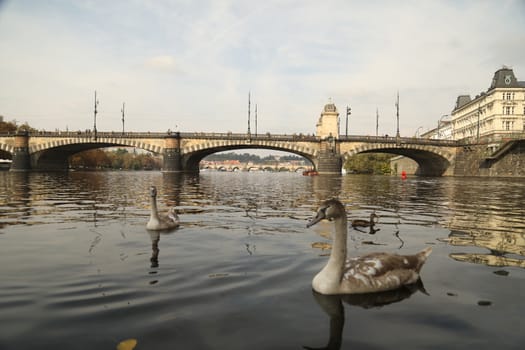 Birds in the Water