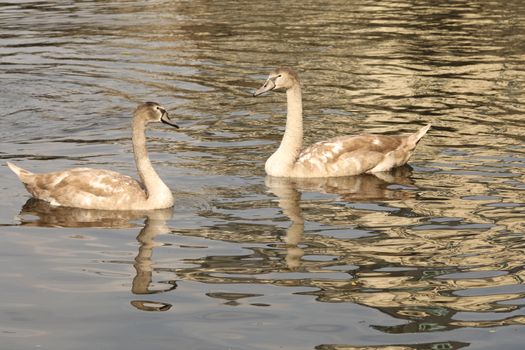 Birds in the Water