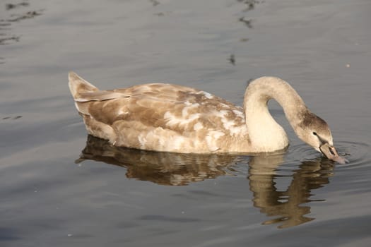 Birds in the Water