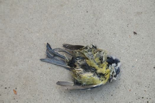 Close up of the Pigeon