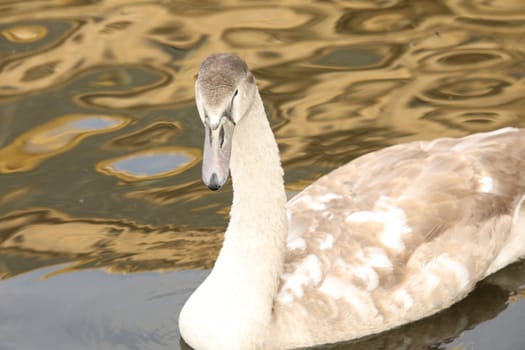 Birds in the Water