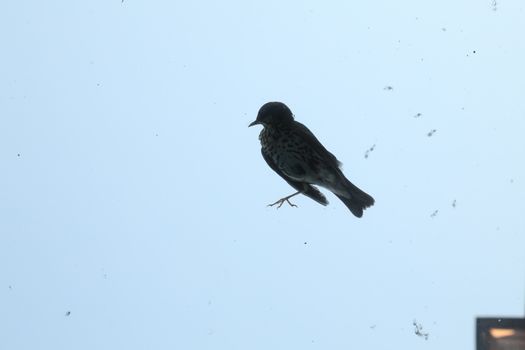 Close up of the Pigeon