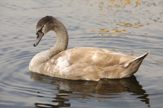 Birds in the Water