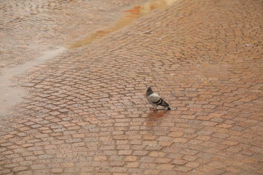 Close up of the Pigeon